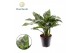 Aglaonema maria Aglaonema Maria 2 pp 