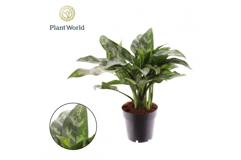 Aglaonema maria Aglaonema Maria 2 pp 