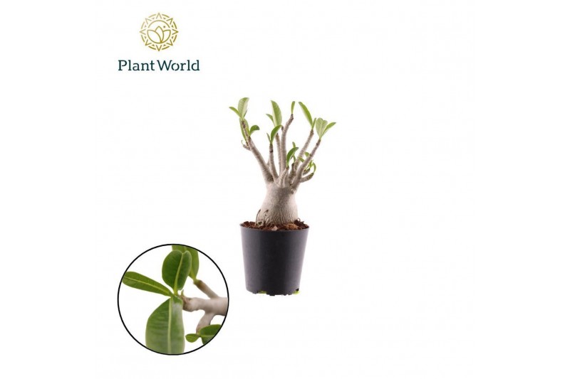 Adenium obesum Adenium obesum 1 pp 