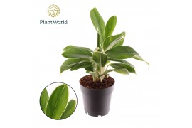 Aglaonema white lime Aglaonema White Lime 2 pp