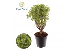 Polyscias Polyscias Hawaiiana Ming Gold Bonsai