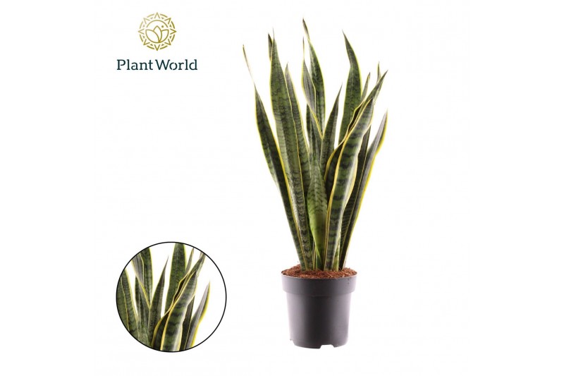 Sansevieria trifasciata laurentii Sansevieria Laurentii 3 pp 