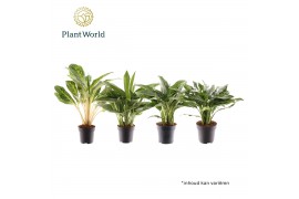 Aglaonema mix Aglaonema Royal mix 2 pp