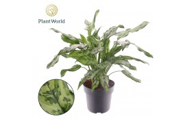 Aglaonema Aglaonema Juliette 2 pp