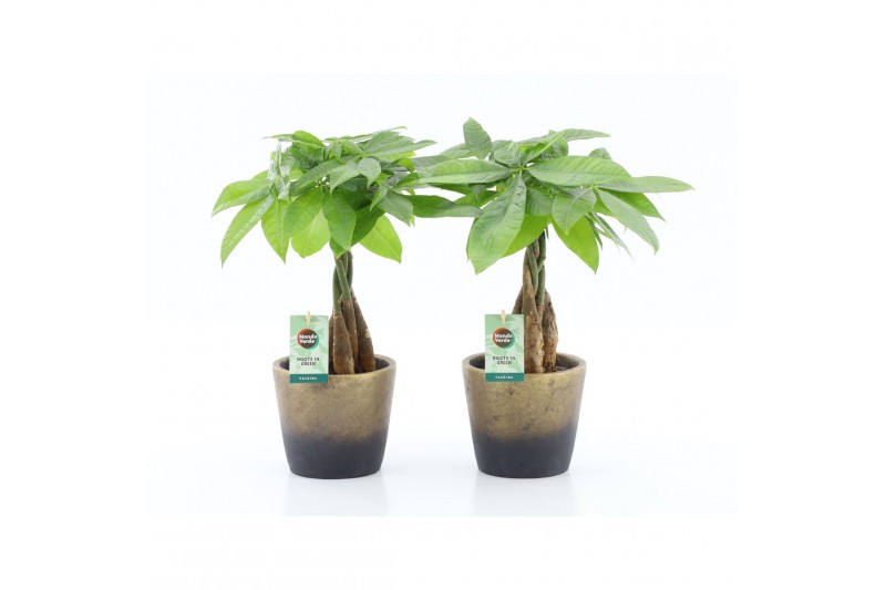 Pachira aquatica Pachira Aquatica gevlochten stam in Lunar keramiek 5  