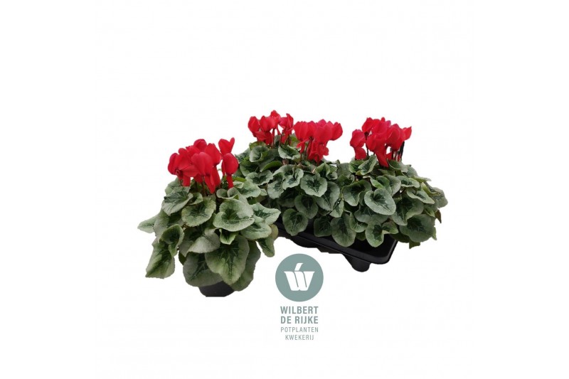 Cyclamen pers. super serrie mammoth Cyclamen Mammoth Rood Zilverblad 3 