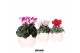 Cyclamen pers. midi Cyclamen mix in Scandic pot white 25 cm diameter 8 