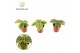 Pilea alumi Pilea Moonvalley 7 cm 5 cm diameter 1 pp 