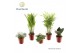 Kamerplanten mix Tiny Happy Family basic mix 4-5 soorten 1 pp 