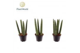 Sansevieria cylindrica Sansevieria Spaghetti 7 cm