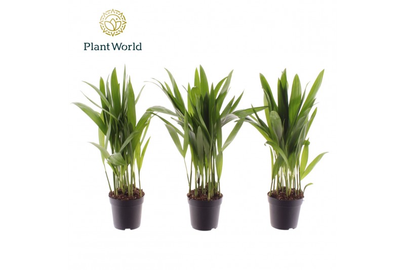 Dypsis lutescens Dypsis lutescens (Areca) 7 cm 8 pp 