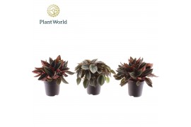 Peperomia mix Peperomia gemengd 7 cm 1 pp