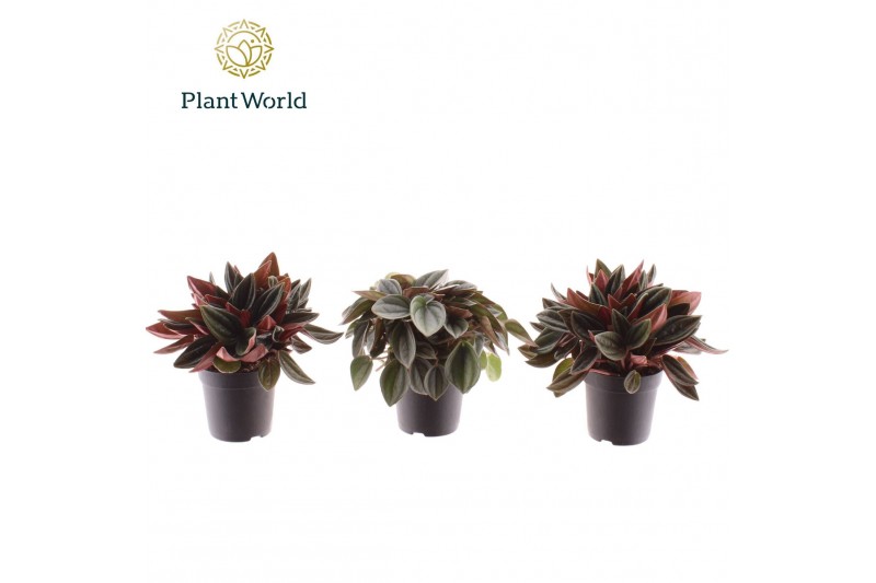 Peperomia mix Peperomia gemengd 7 cm 1 pp 