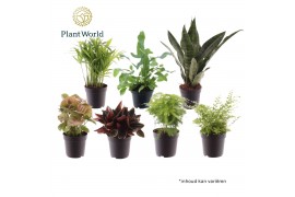 Kamerplanten mix Keen on Green mix Georgia 7 cm 1 pp