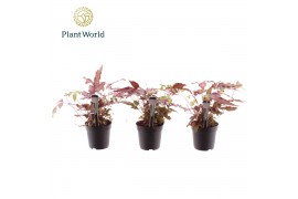 Pteris albolineata Pteris cretica Albolineata 7 cm Make-Upz Roze