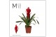 Vriesea intenso red Vriesea Intenso Red - 12cm | Mimesis 
