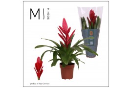 Vriesea intenso red Vriesea Intenso Red - 12cm | Mimesis