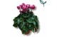 Cyclamen pers. super serie compact fuji Cyclaam-FUJI MIX 20 cm diamete 