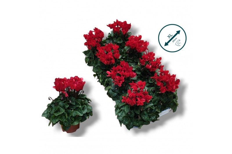 Cyclamen pers. super serie compact Cyclaam-ROOD 17 cm diameter rood 