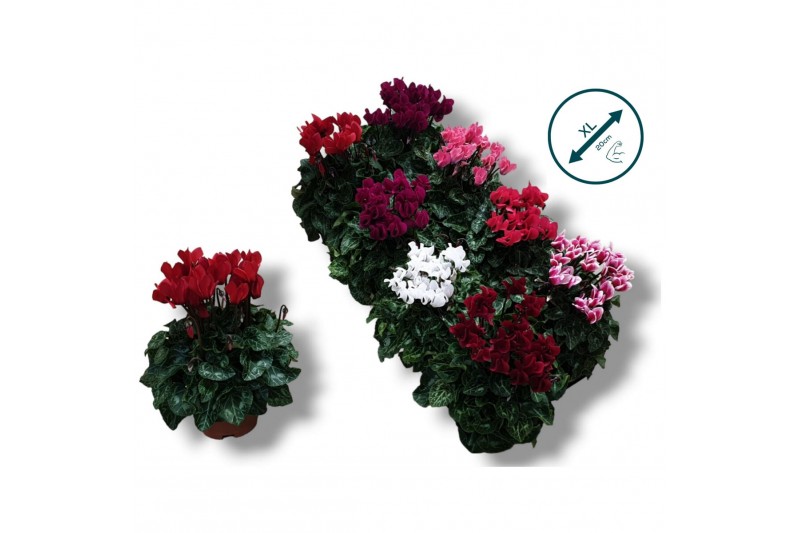 Cyclamen pers. super serie compact Cyclaam-XL-MIX 17 cm diameter diver 
