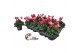 Cyclamen pers. metis fantasia Cyclamen P7 Fantasia 12 cm diameter twee 
