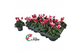 Cyclamen pers. metis fantasia Cyclamen P7 Fantasia 12 cm diameter twee