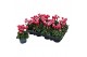 Cyclamen pers. metis fantasia Cyclamen P7 Fantasia 12 cm diameter twee 