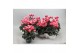 Cyclamen pers. metis fantasia Cyclamen P7 Fantasia 12 cm diameter twee 
