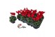 Cyclamen pers. super serie verano Cyclamen P7 Rood 12 cm diameter rood 