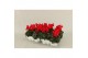 Cyclamen pers. super serie verano Cyclamen P7 Rood 12 cm diameter rood 