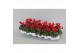 Cyclamen pers. super serie verano Cyclamen P7 Rood 12 cm diameter rood 