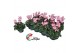 Cyclamen super serie verano Cyclamen P7 Victoria Rose 12 cm diameter r 