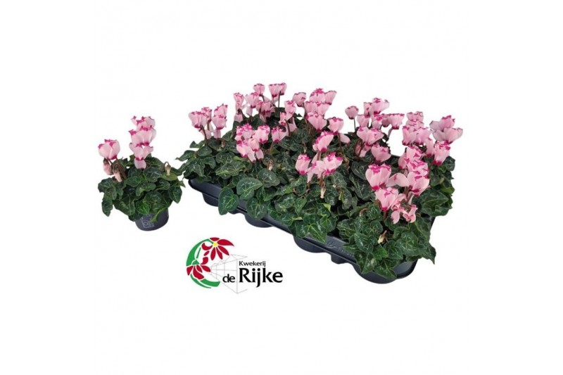 Cyclamen super serie verano Cyclamen P7 Victoria Rose 12 cm diameter r 