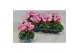 Cyclamen super serie verano Cyclamen P7 Victoria Rose 12 cm diameter r 