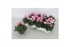 Cyclamen super serie verano Cyclamen P7 Victoria Rose 12 cm diameter r 