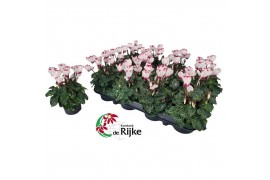 Cyclamen super serie verano Cyclamen P7 Victoria White with Eye 12 cm 