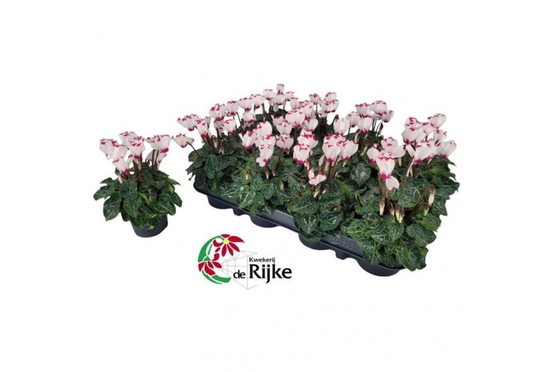 Cyclamen super serie verano Cyclamen P7 Victoria White with Eye 12 cm  