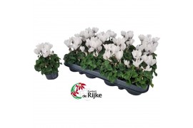 Cyclamen pers. super serie verano Cyclamen P7 Wit 12 cm diameter wit