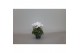 Cyclamen pers. super serie verano Cyclamen P7 Wit 12 cm diameter wit 