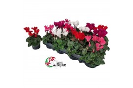 Cyclamen pers. super serie verano Mini cyclaam 12 cm diameter