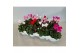 Cyclamen pers. super serie verano Mini cyclaam 12 cm diameter 