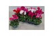 Cyclamen pers. super serie verano Mini cyclaam 12 cm diameter 