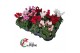Cyclamen pers. super serie verano Mini cyclaam 12 cm diameter 