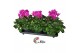 Cyclamen pers. super serie xl Cyclamen Super Serie XL 15 Licht Paars 3 