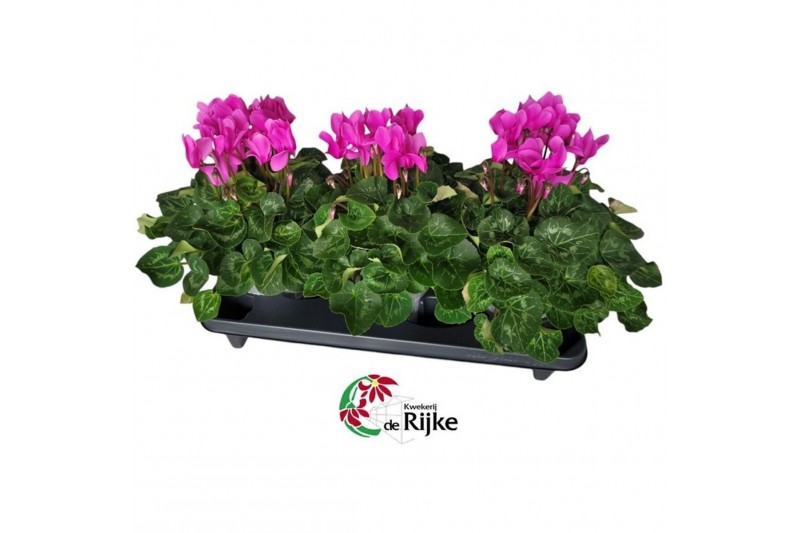 Cyclamen pers. super serie xl Cyclamen Super Serie XL 15 Licht Paars 3 