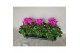 Cyclamen pers. super serie xl Cyclamen Super Serie XL 15 Licht Paars 3 