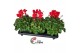 Cyclamen pers. super serie xl Cyclamen Super Serie XL 15 Rood 30 cm di 