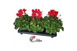 Cyclamen pers. super serie xl Cyclamen Super Serie XL 15 Rood 30 cm di