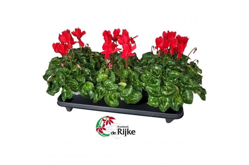 Cyclamen pers. super serie xl Cyclamen Super Serie XL 15 Rood 30 cm di 