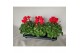 Cyclamen pers. super serie xl Cyclamen Super Serie XL 15 Rood 30 cm di 